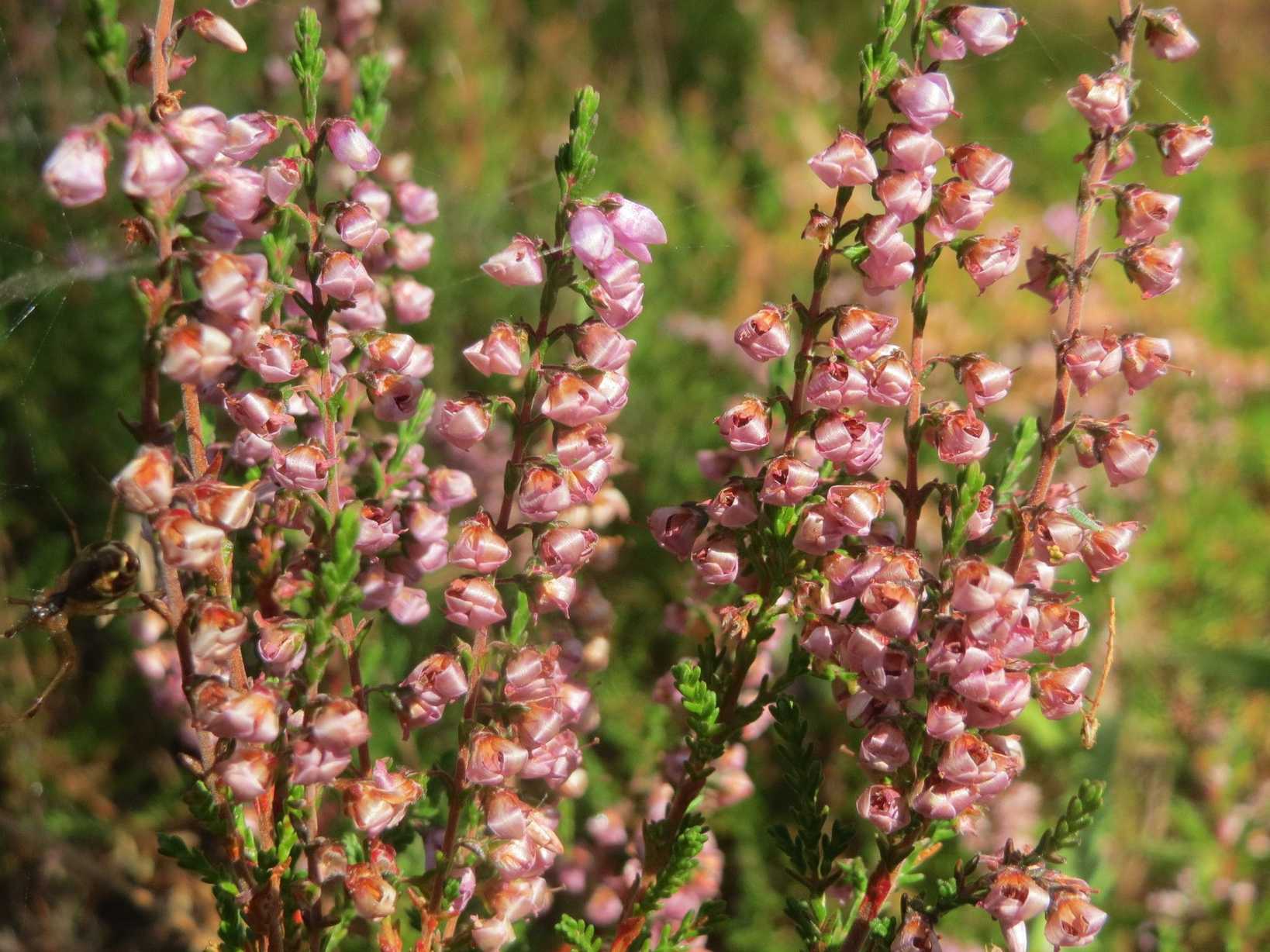 Calluna vulgaris
