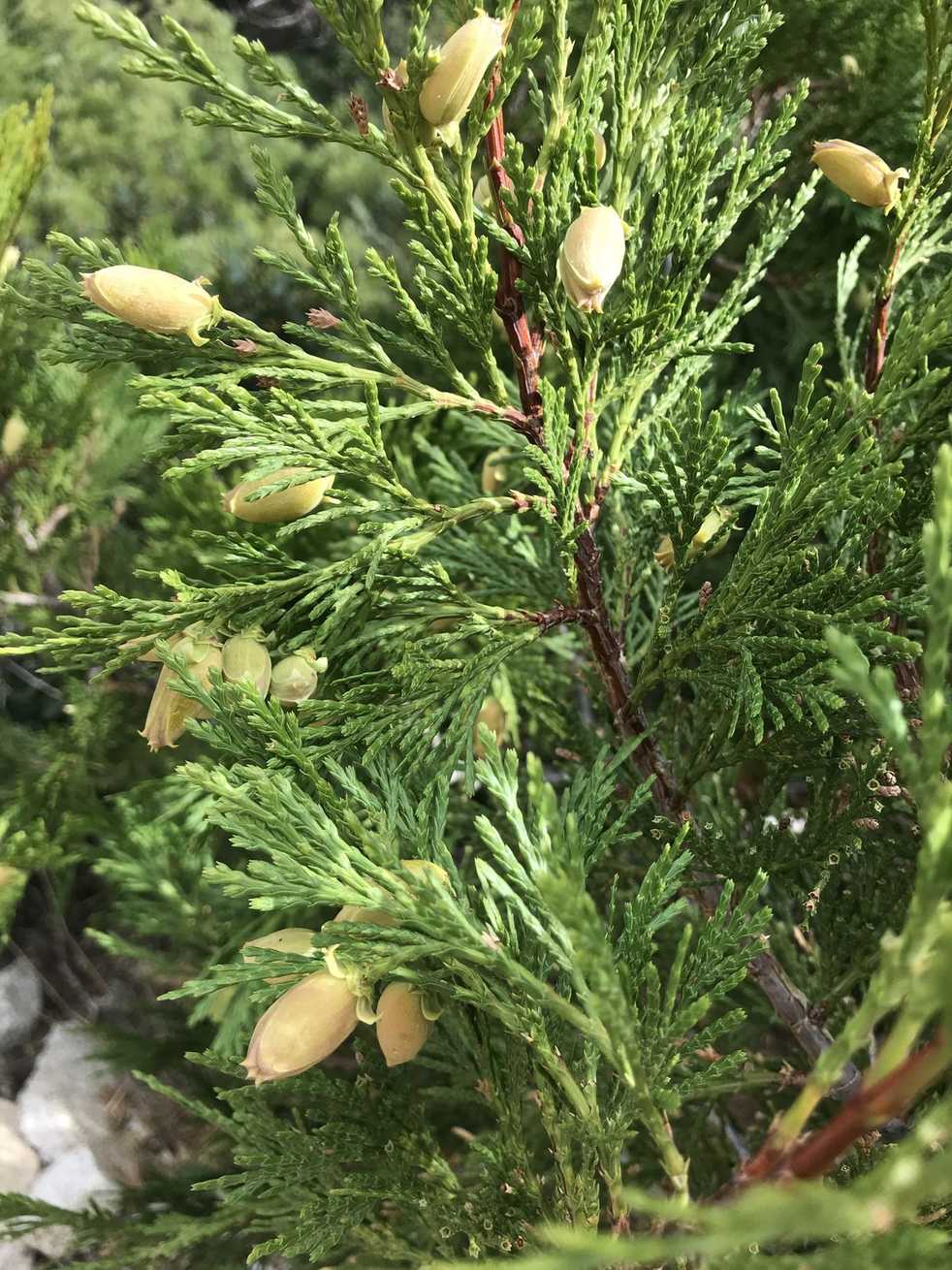 Calocedrus