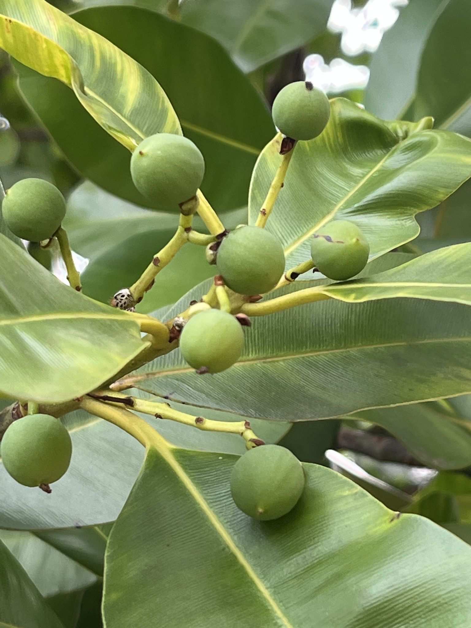 Calophyllum brasiliense