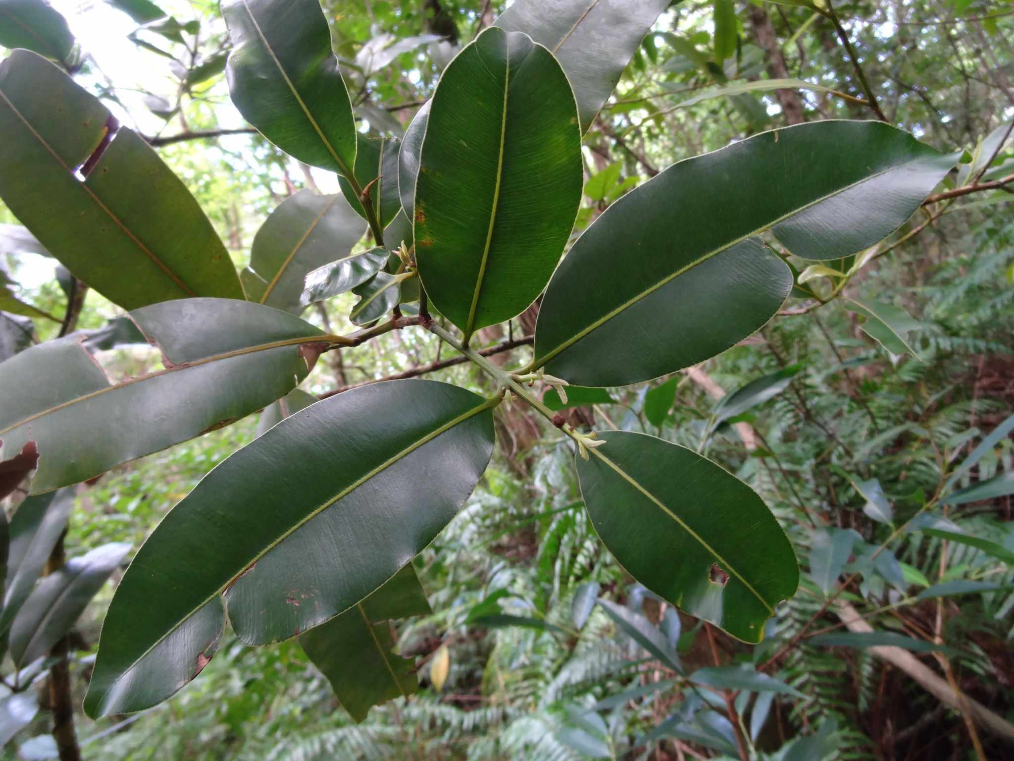 Calophyllum tacamahaca