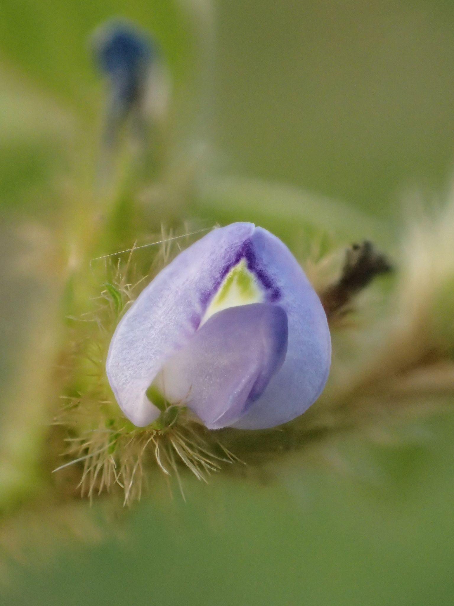 Calopogonium