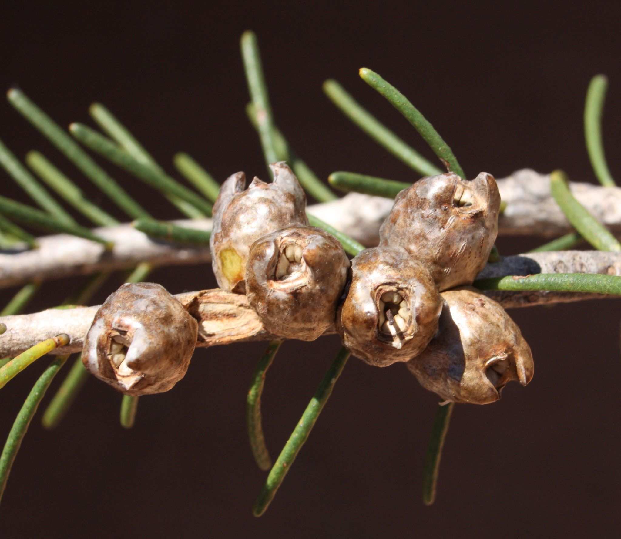 Calothamnus quadrifidus