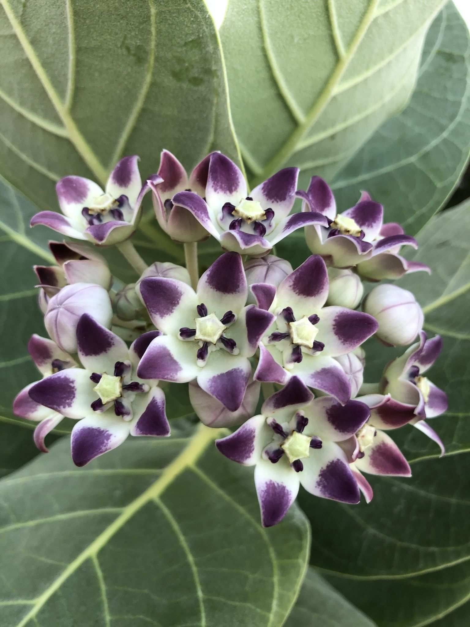 Calotropis gigantea