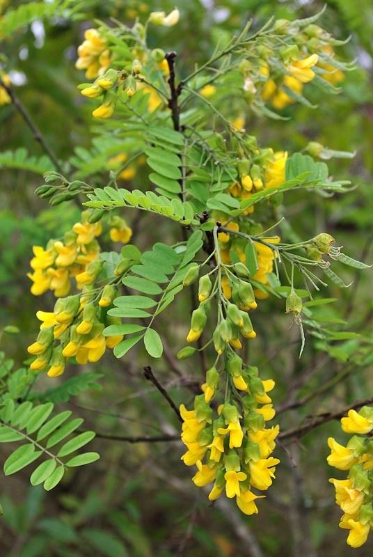 Calpurnia aurea