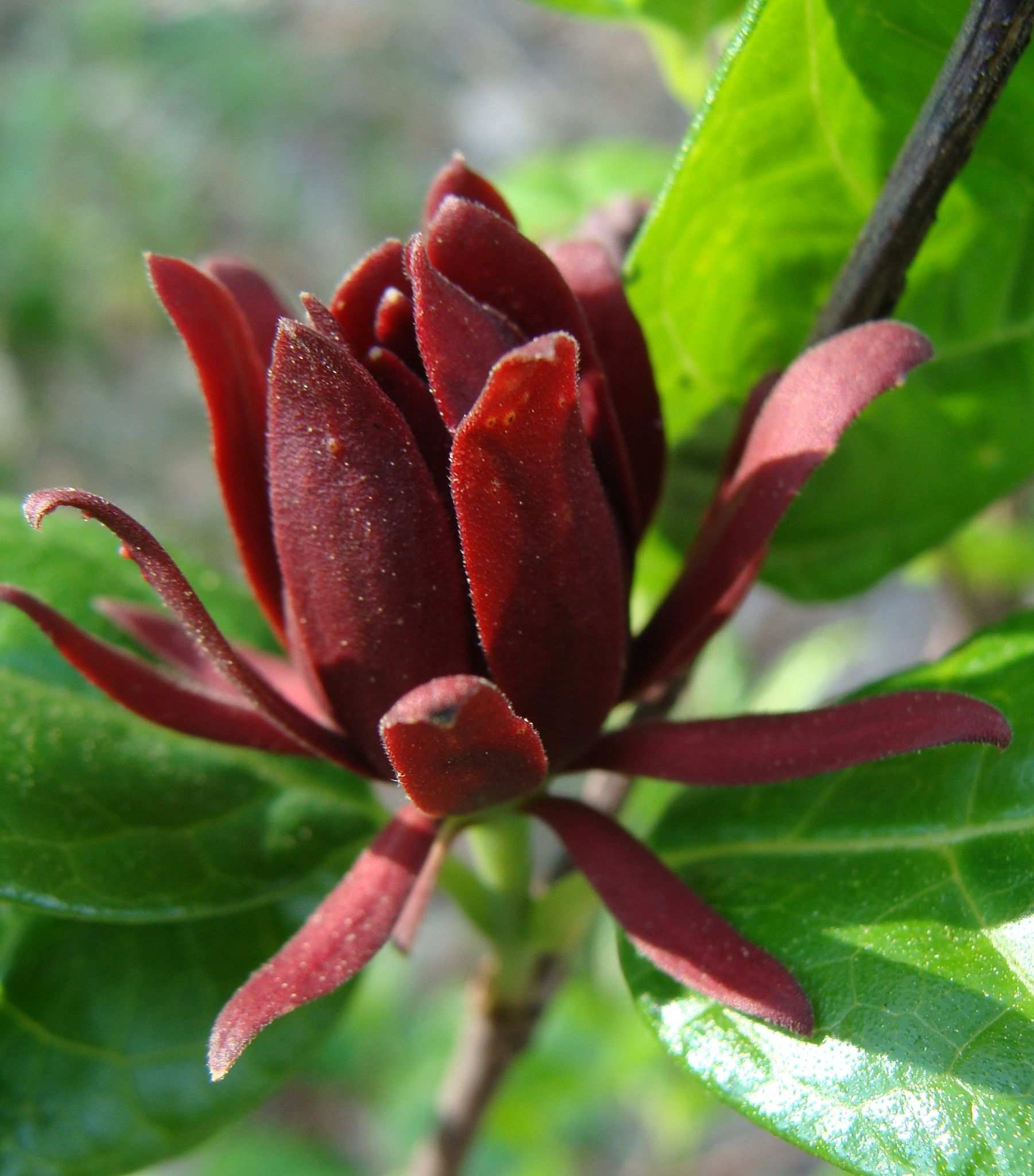 Calycanthus floridus