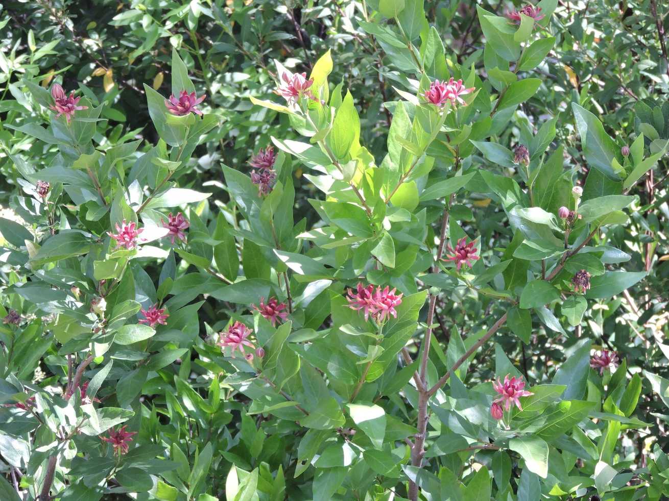 Calycanthus occidentalis