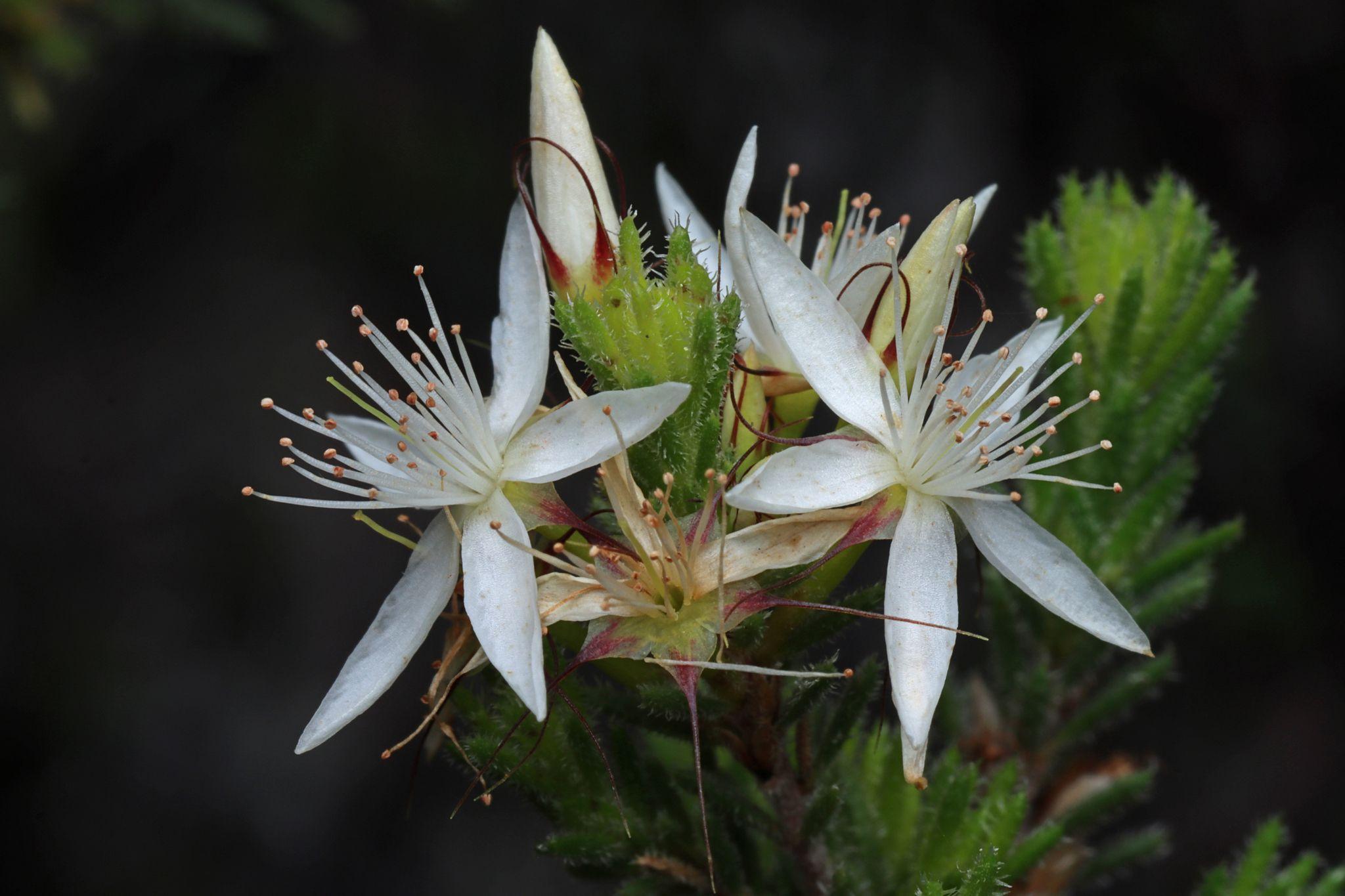 Calytrix tetragona