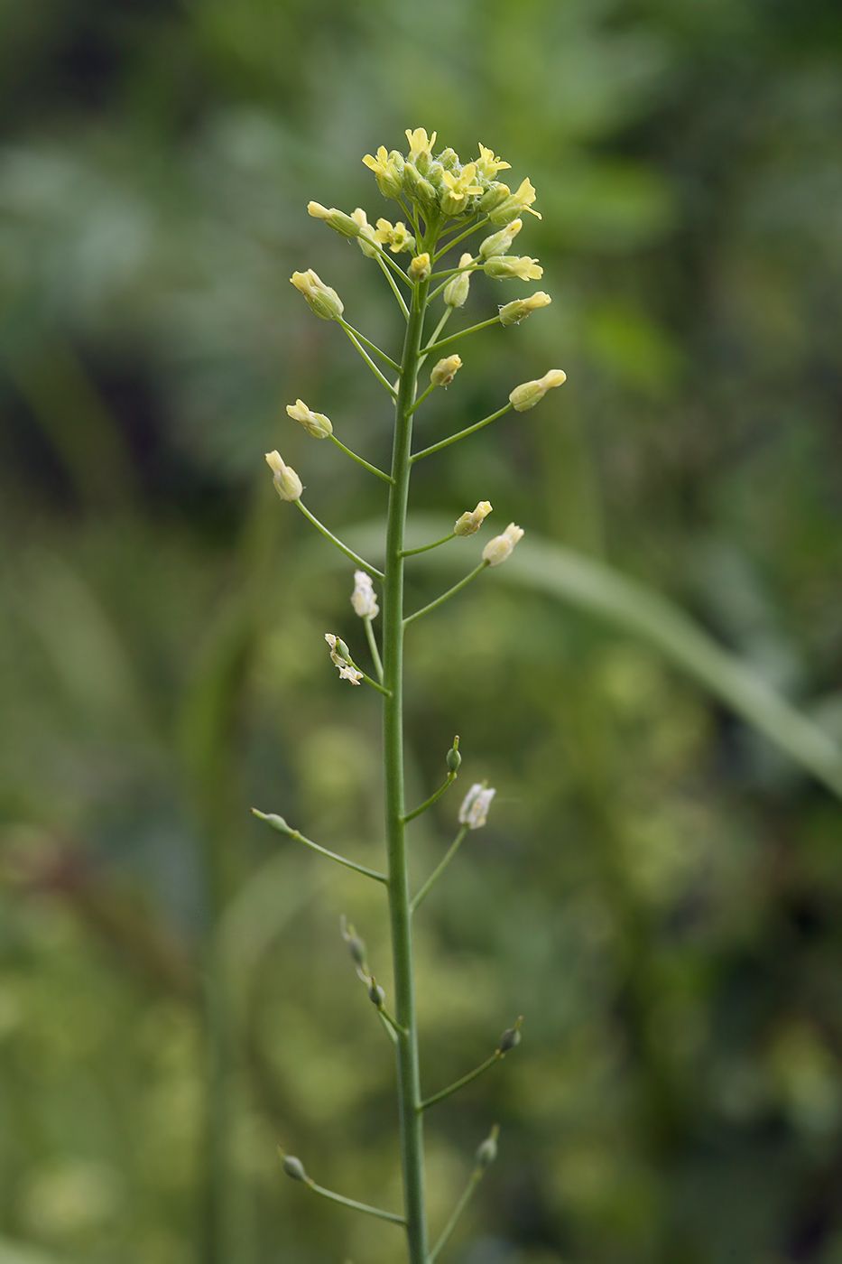 Camelina sativa