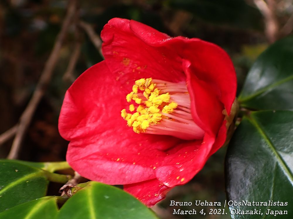 Camellia