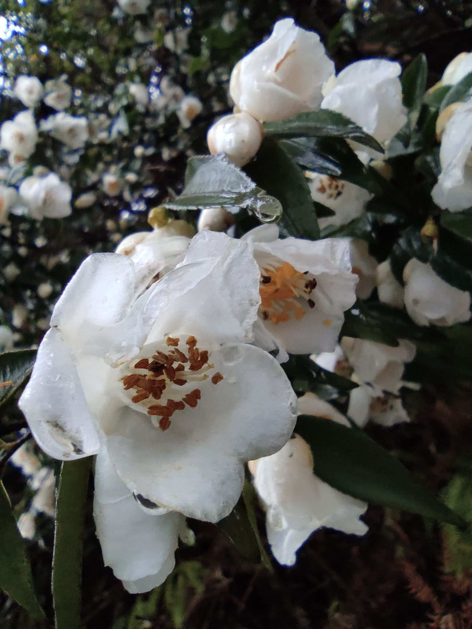 Camellia cuspidata