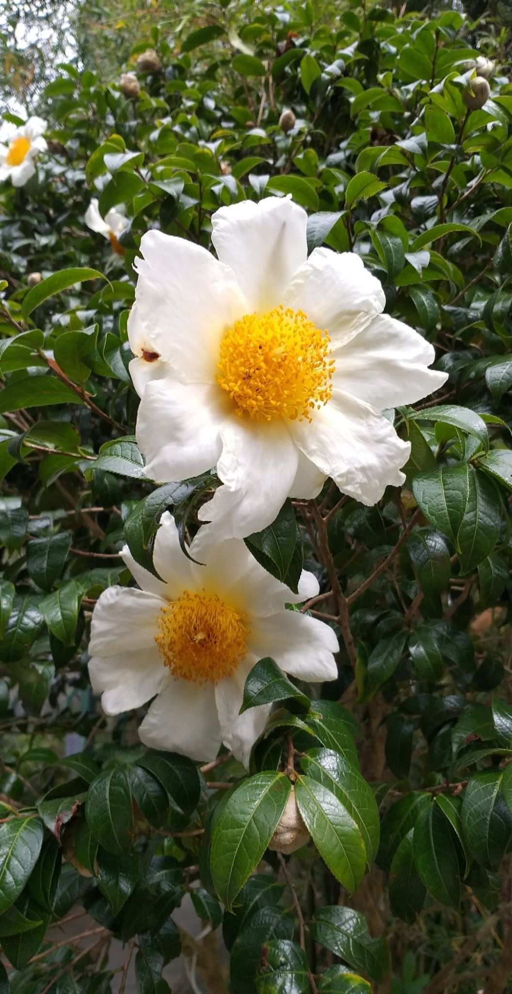 Camellia granthamiana