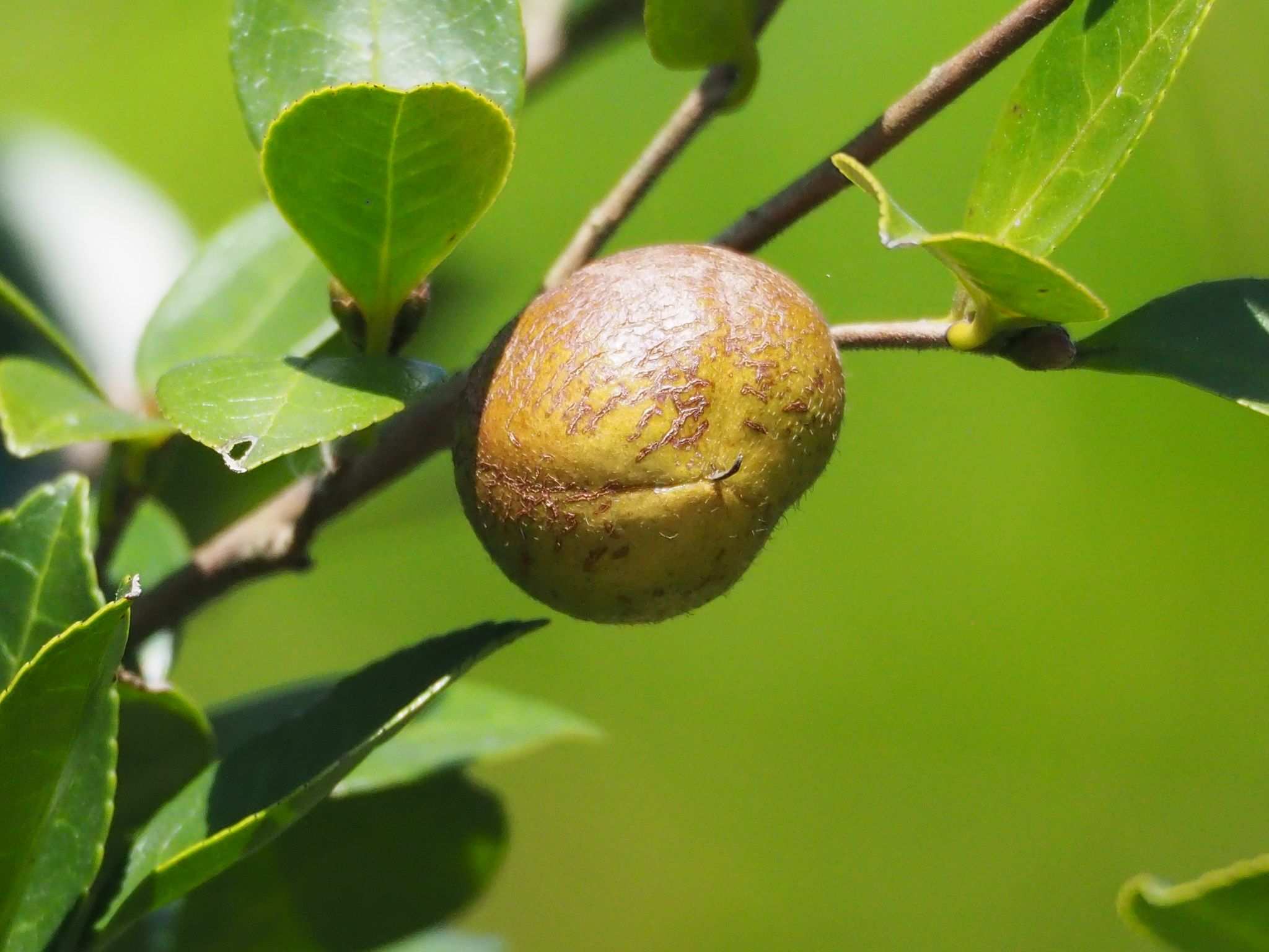 Camellia oleifera
