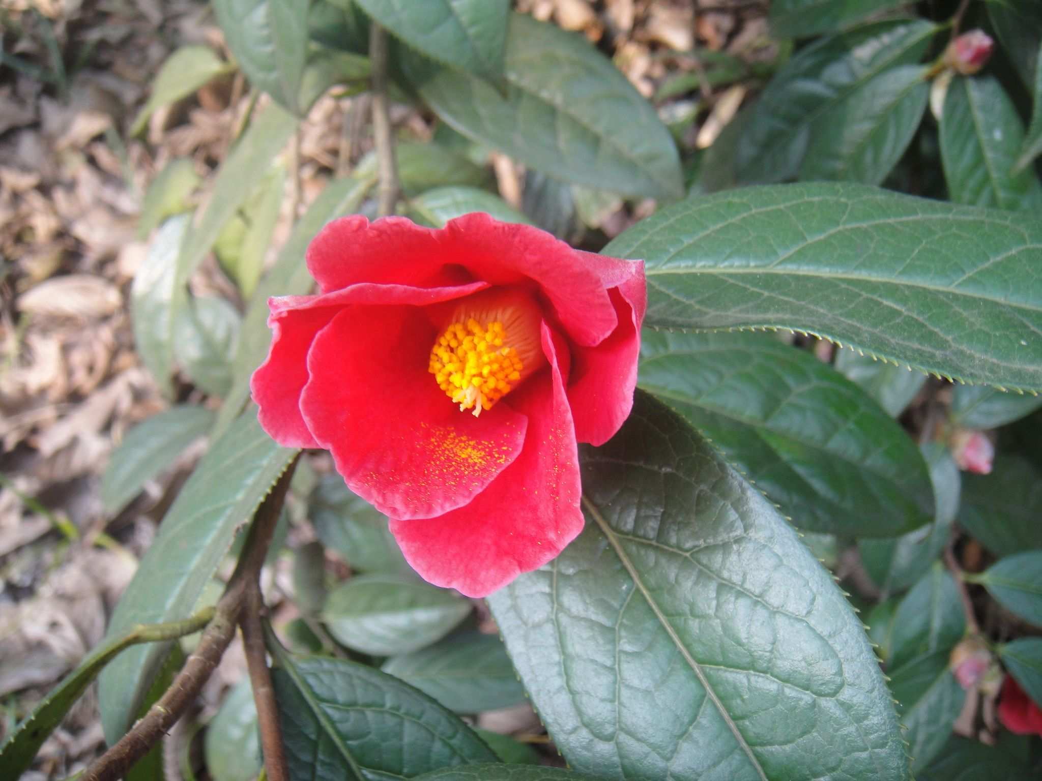 Camellia polyodonta