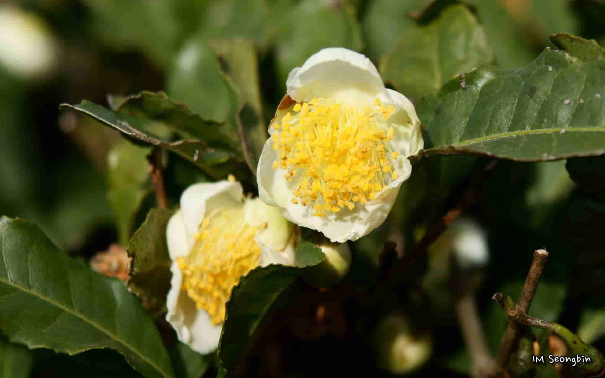 Camellia sinensis
