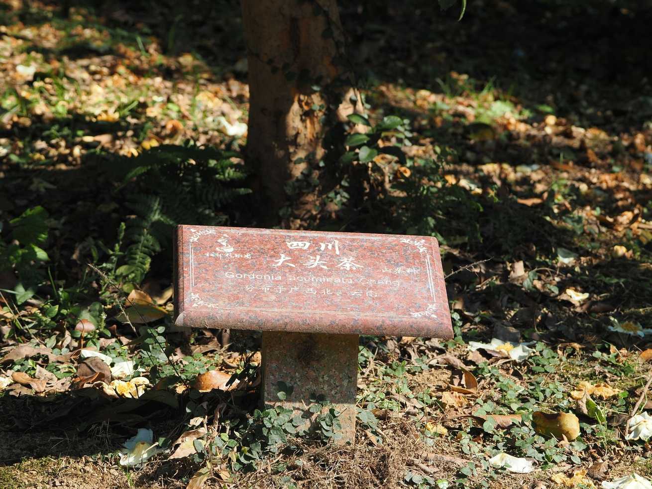 Camellia sp.