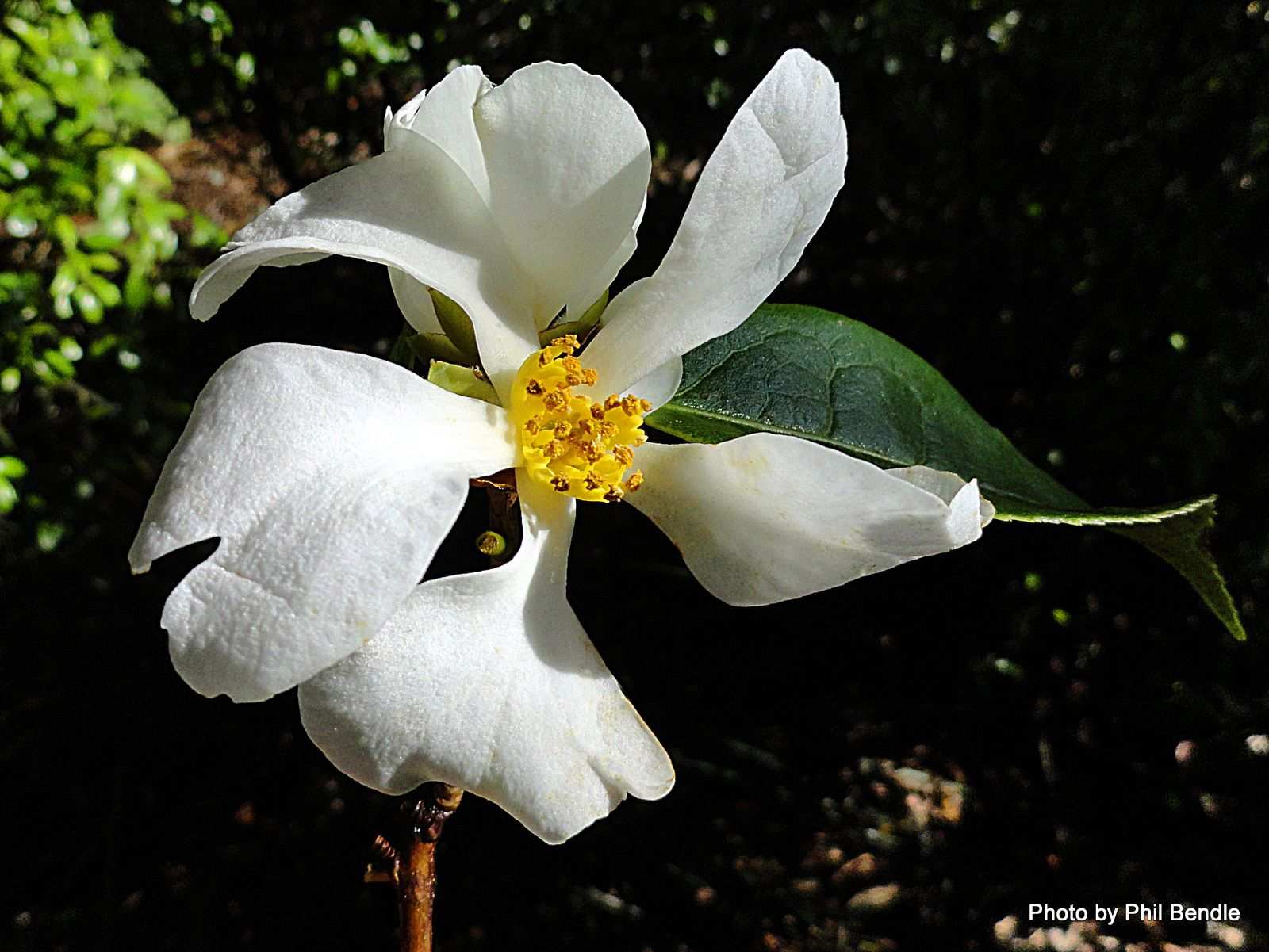 Camellia yunnanensis