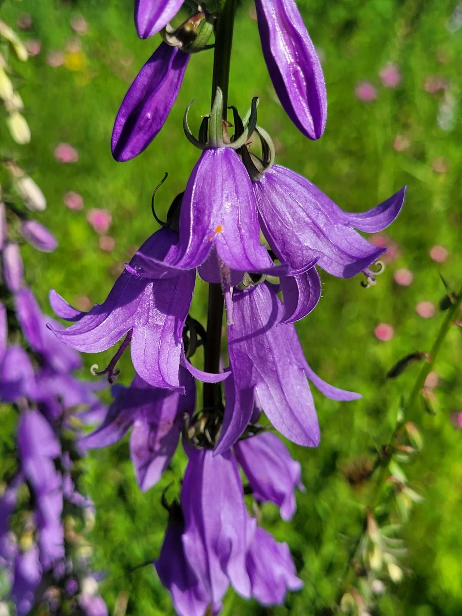 Campanula