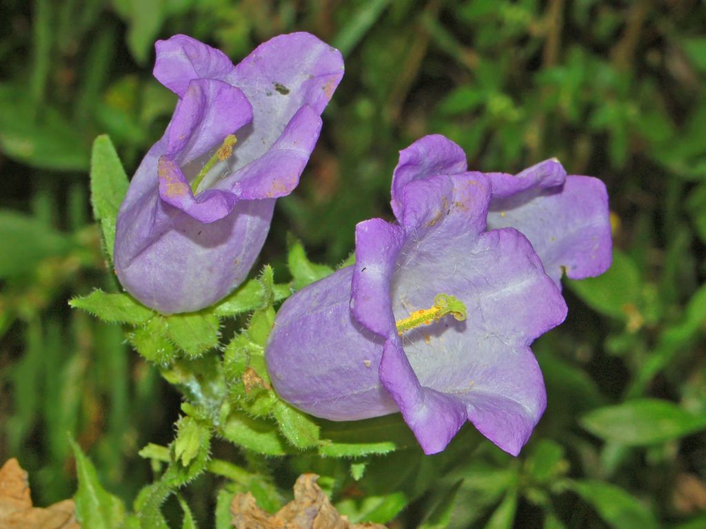 Campanula medium