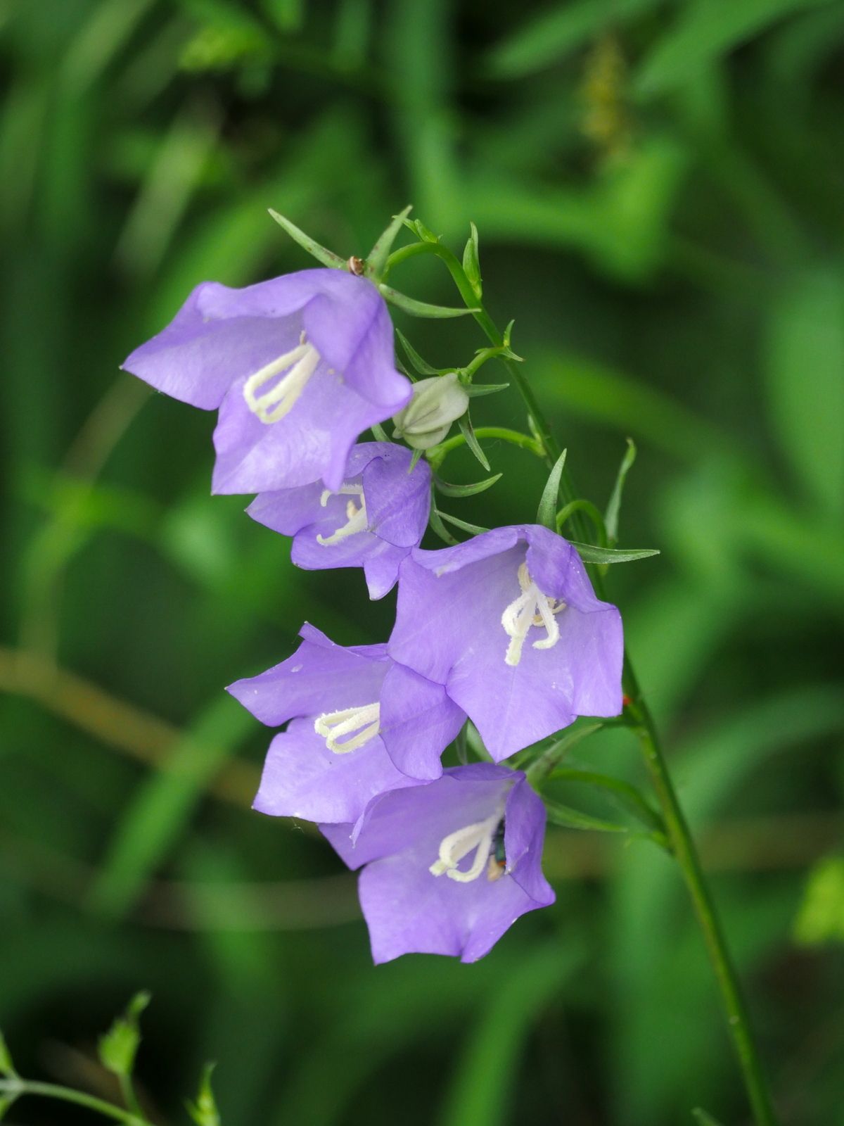 Campanula persicifolia