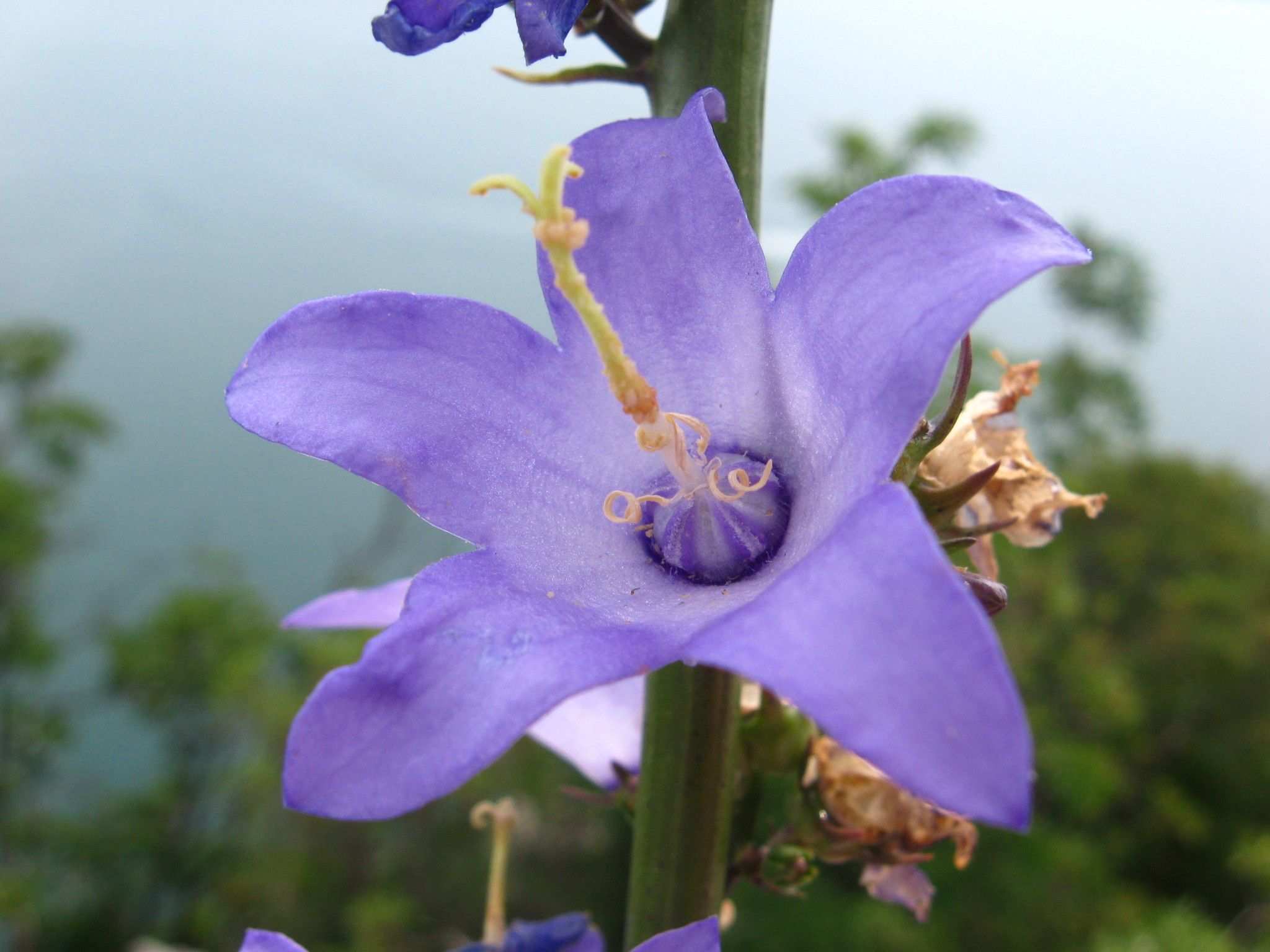 Campanula pyramidalis