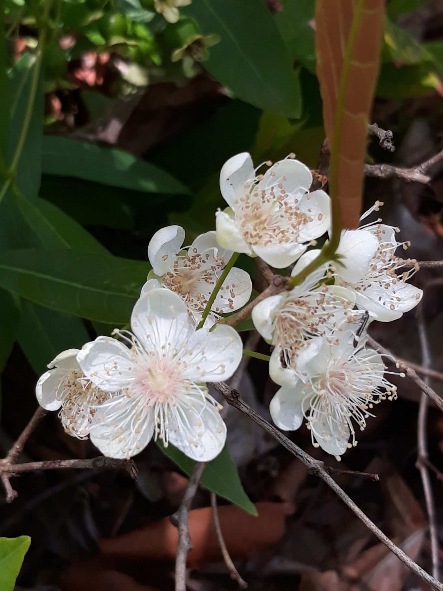 Campomanesia adamantium
