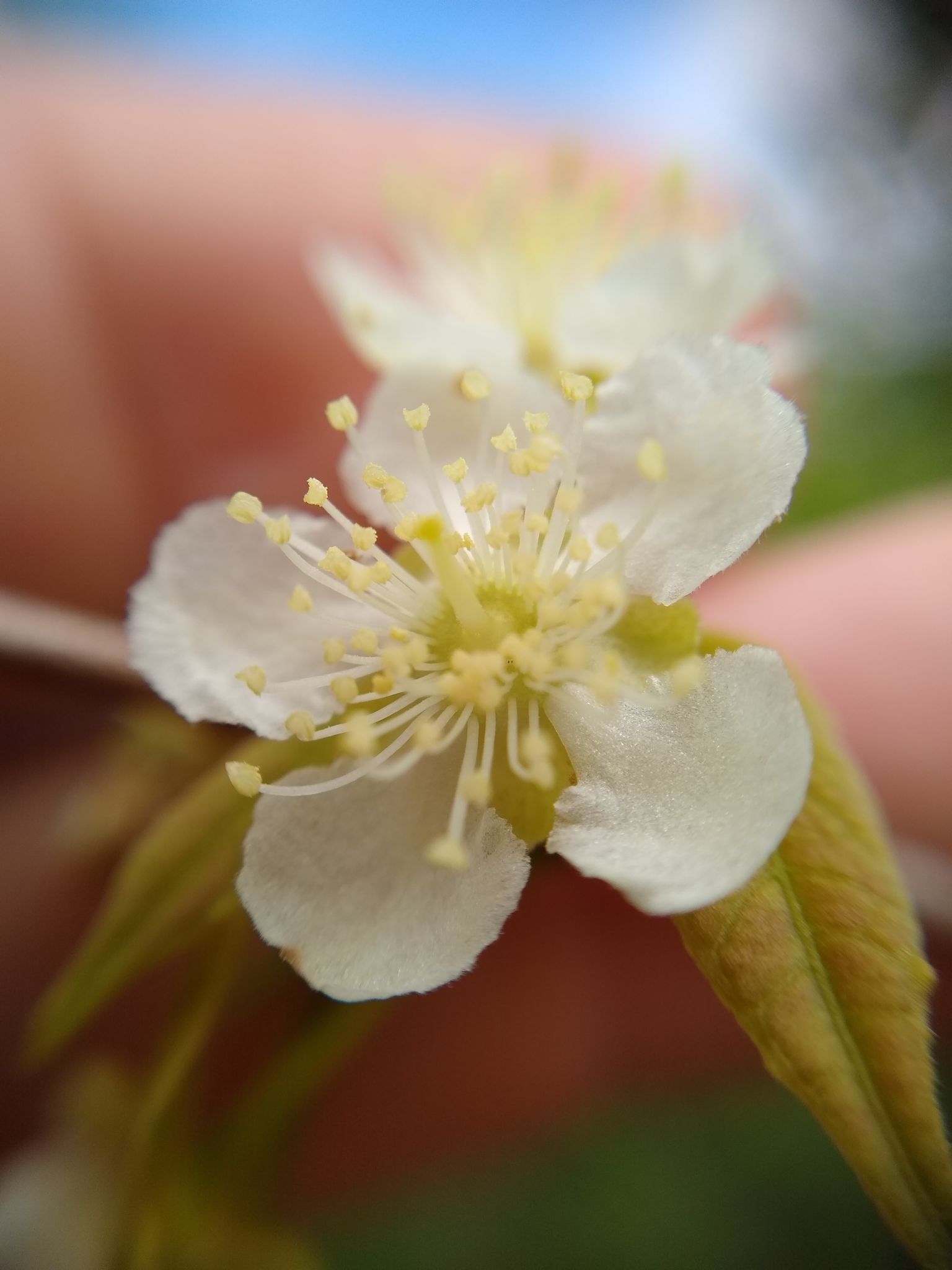 Campomanesia aromatica