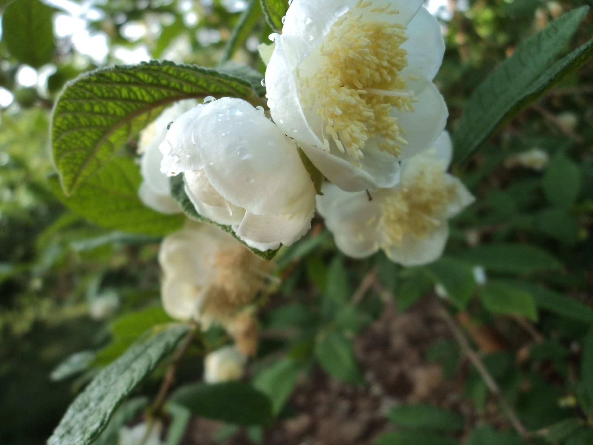 Campomanesia guazumifolia