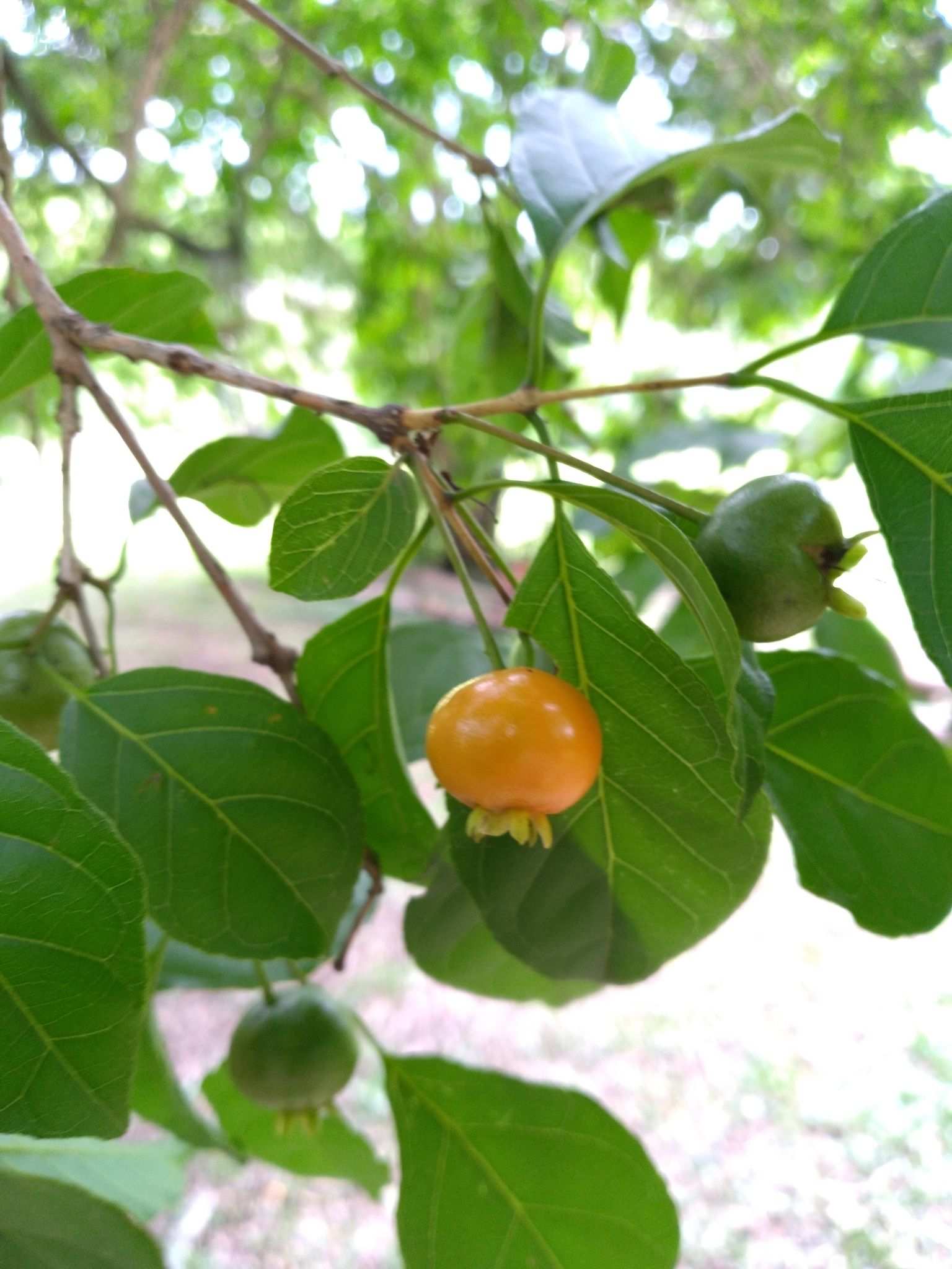 Campomanesia xanthocarpa