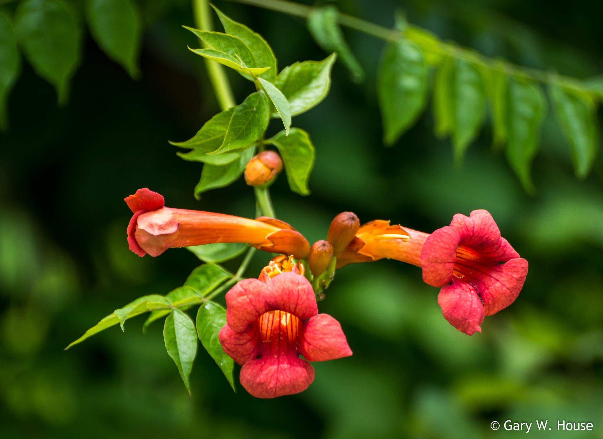 Campsis radicans