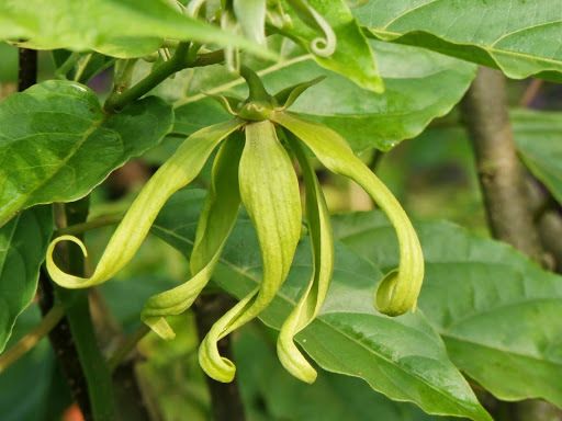 Cananga odorata