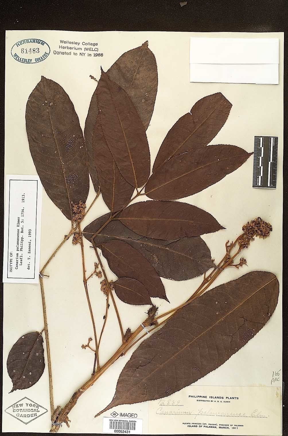 Canarium odontophyllum