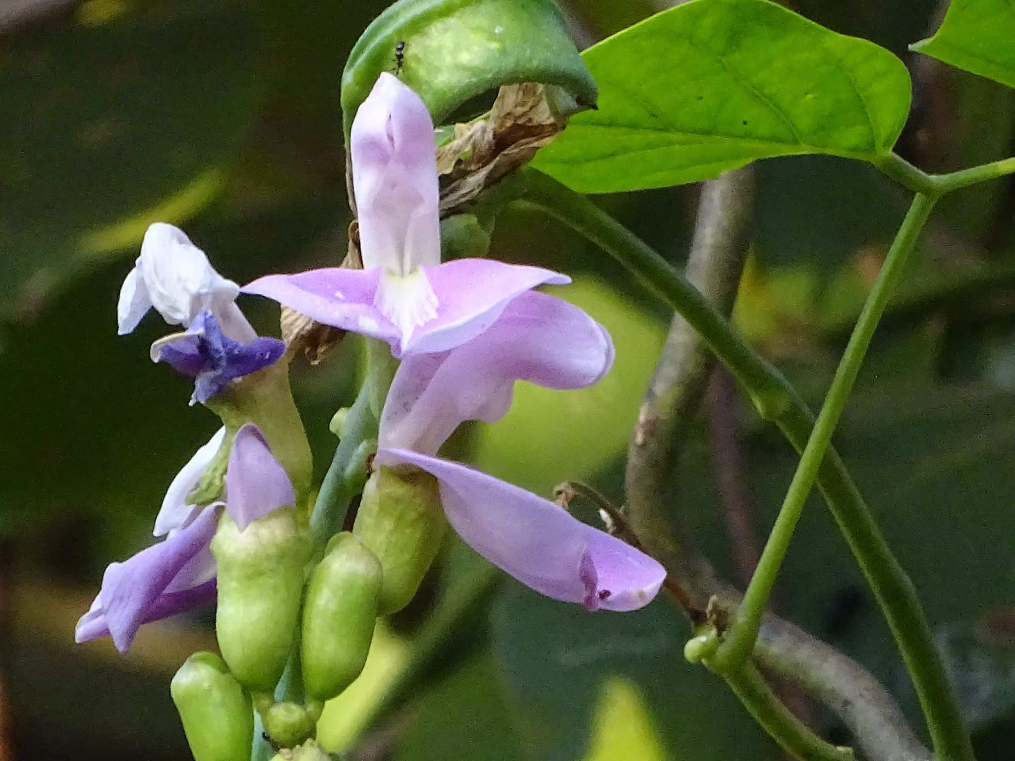 Canavalia ensiformis