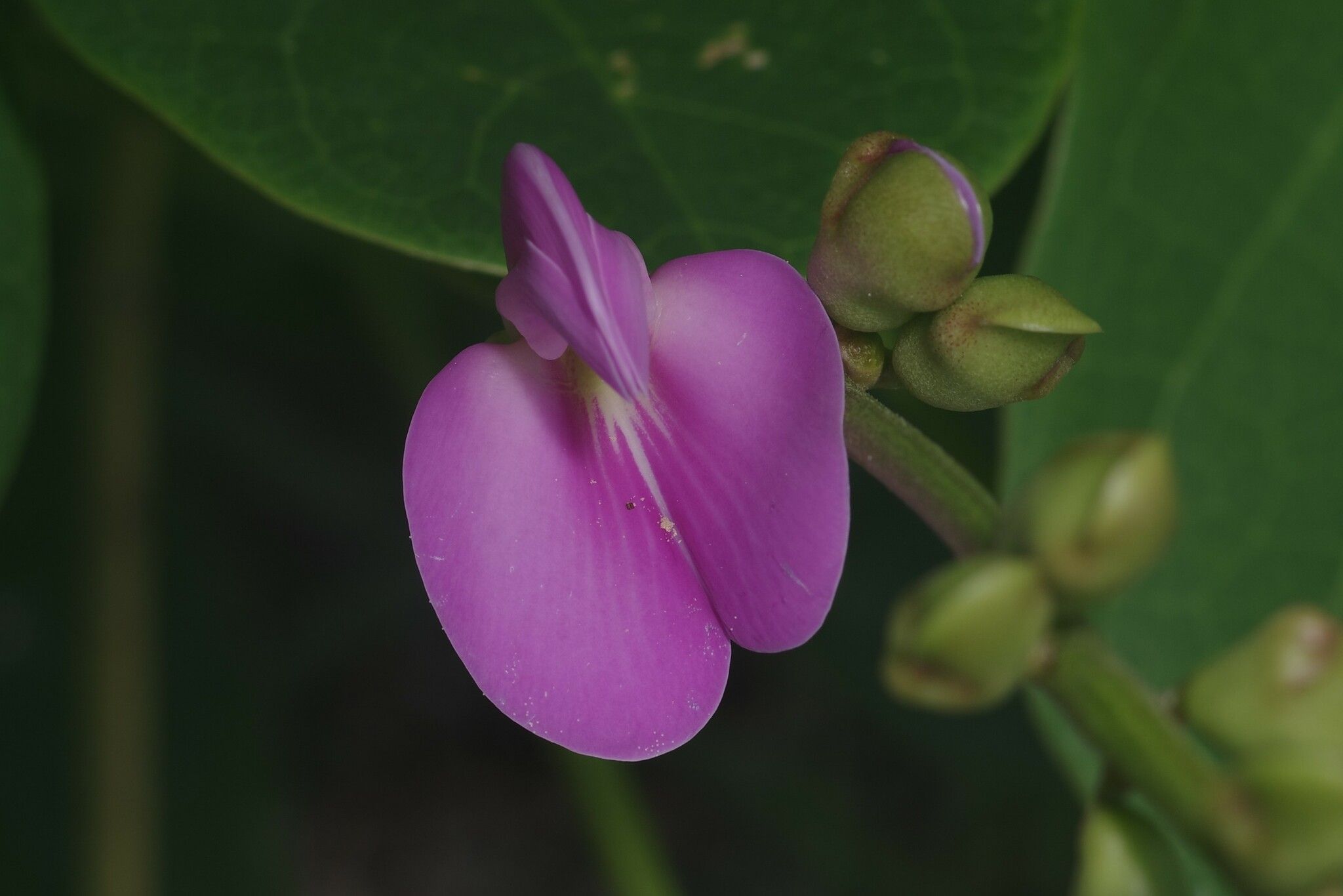 Canavalia rosea