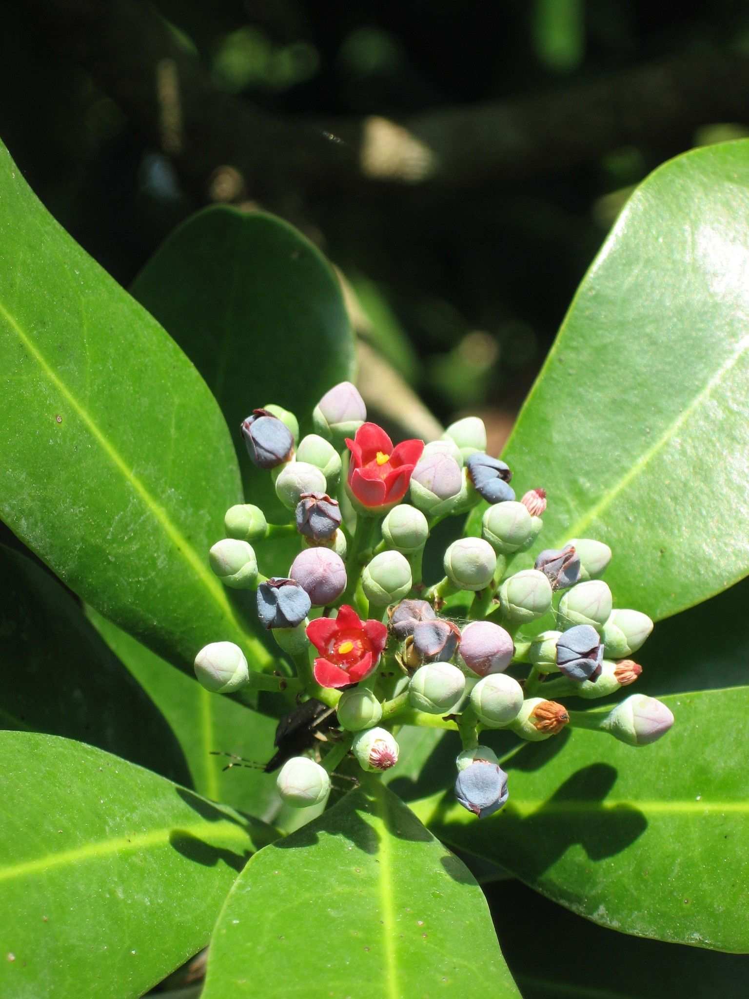 Canella winterana