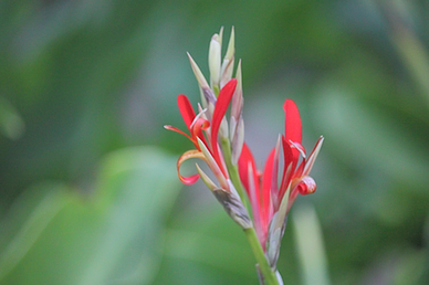Canna sp.