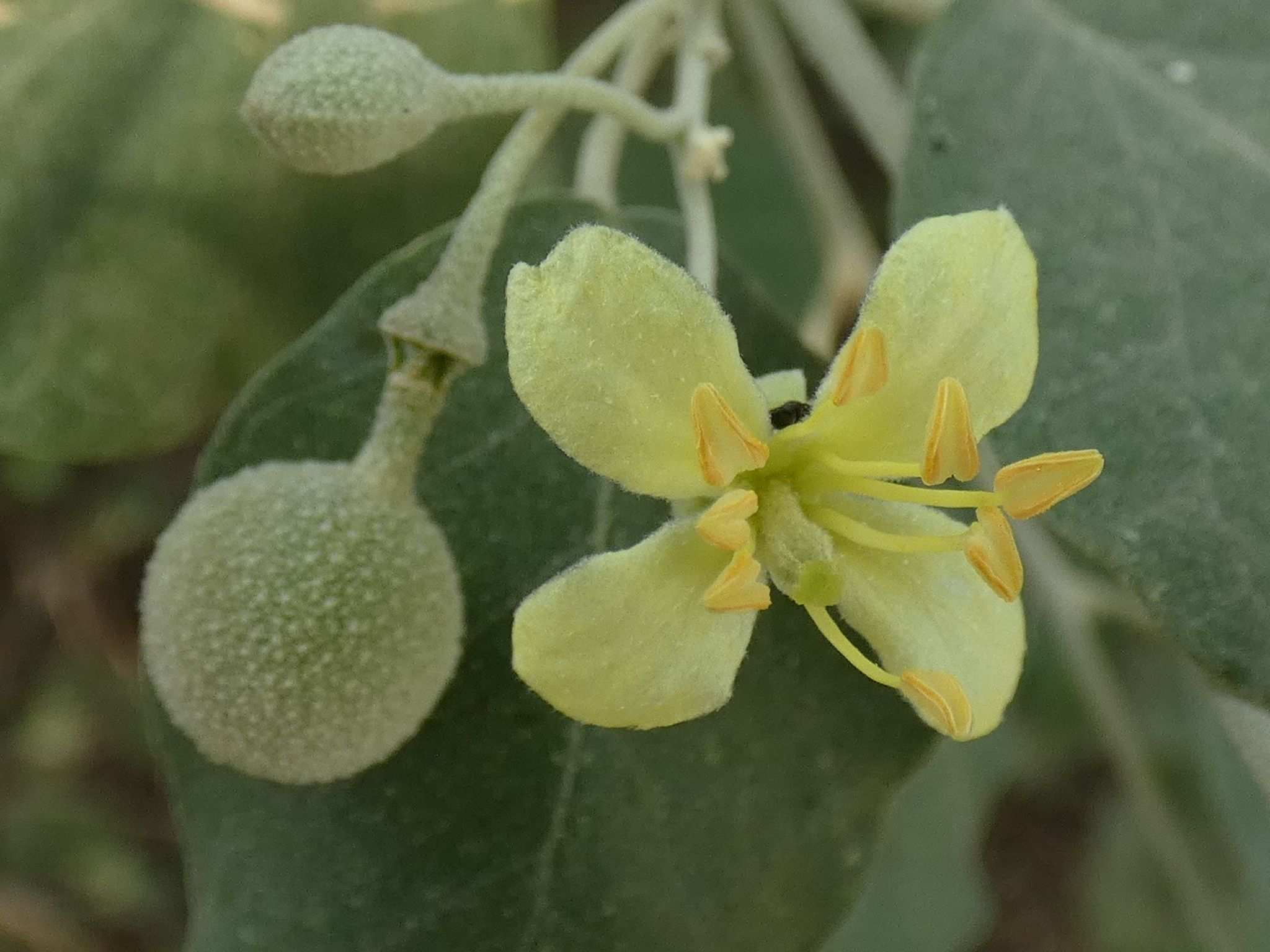Capparicordis crotonoides