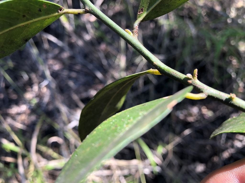 Capparis mitchellii