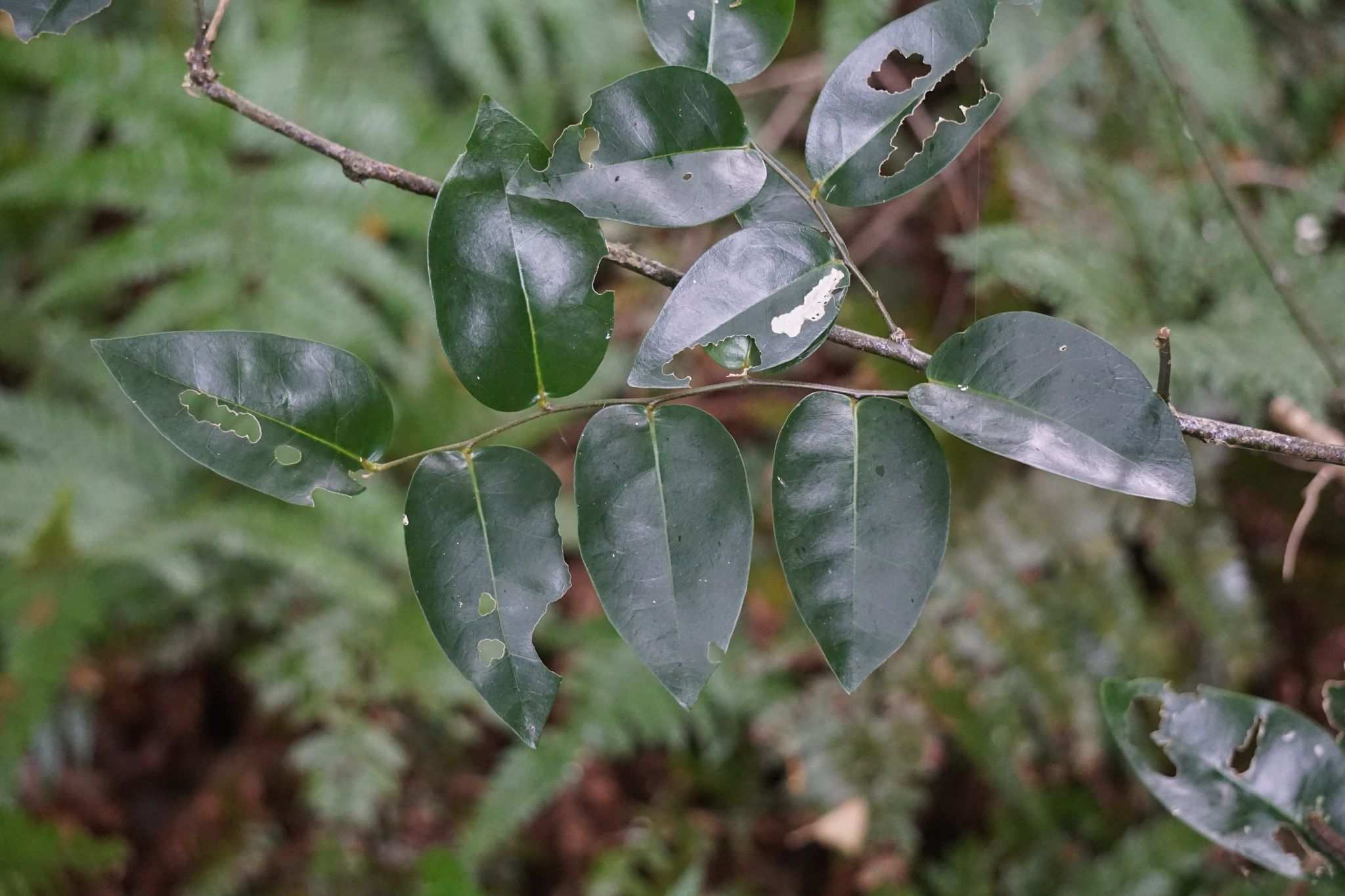 Capparis nobilis