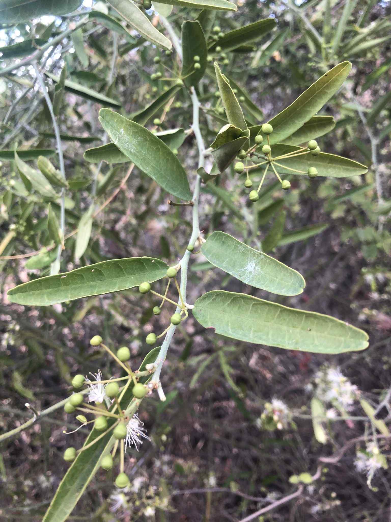 Capparis sepiaria