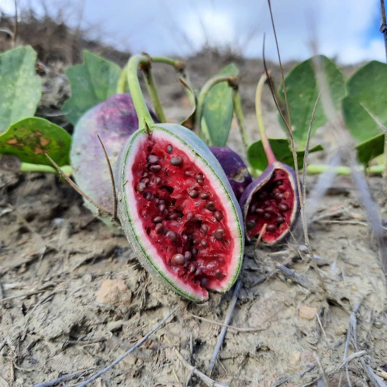 Capparis sp.