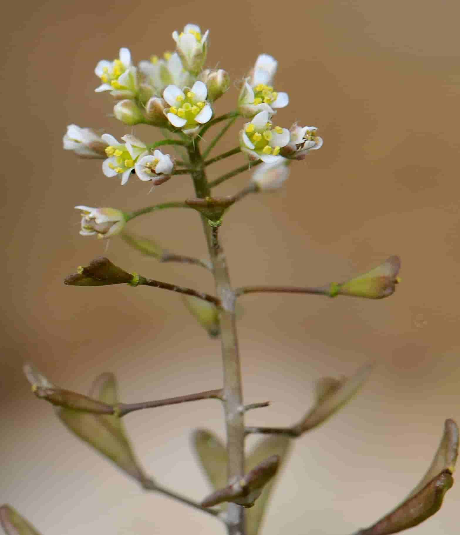 Capsella bursa-pastoris