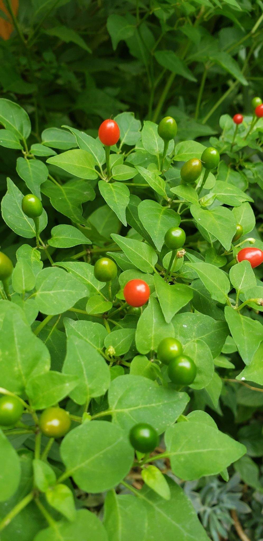Capsicum