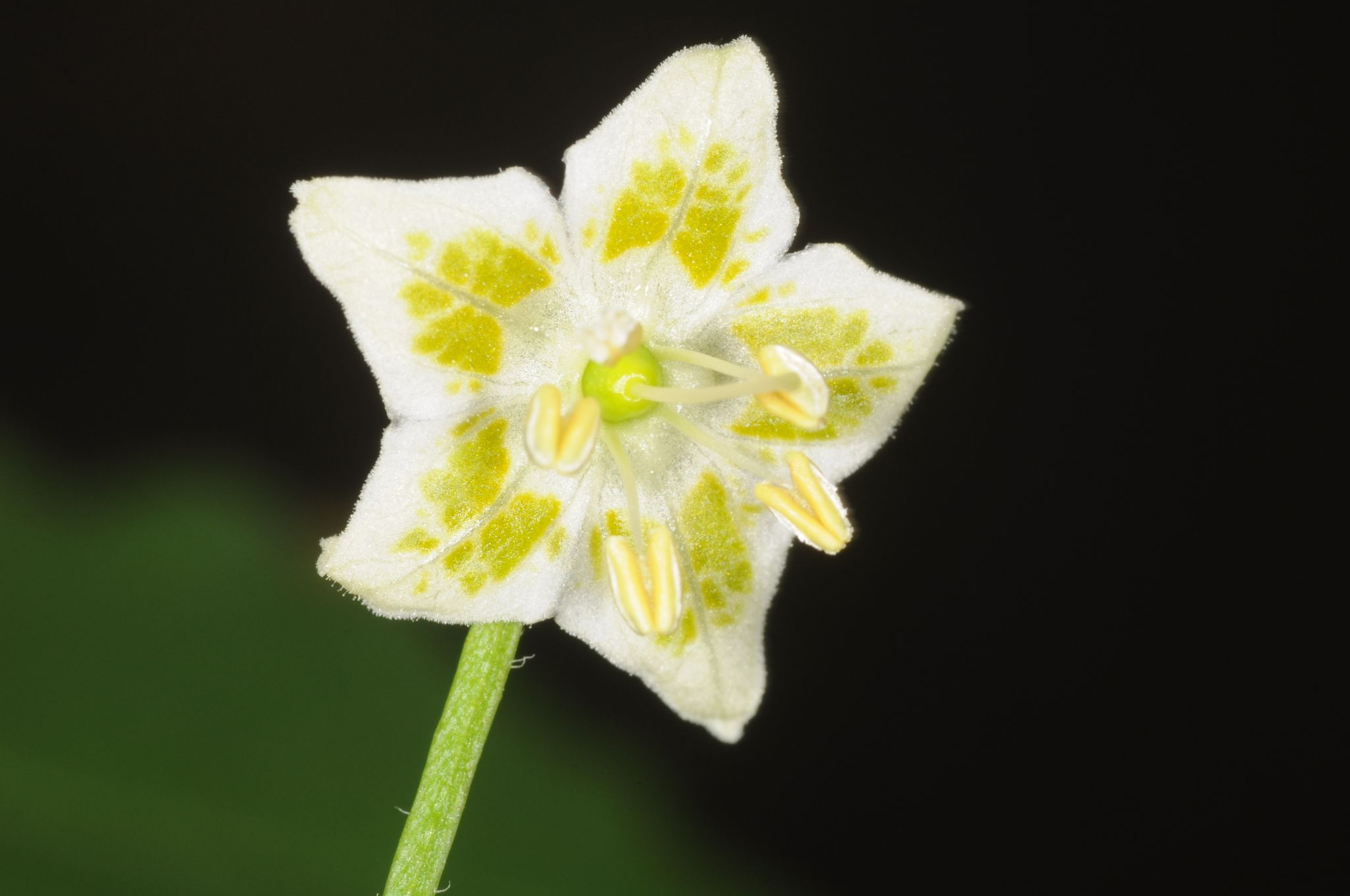 Capsicum baccatum