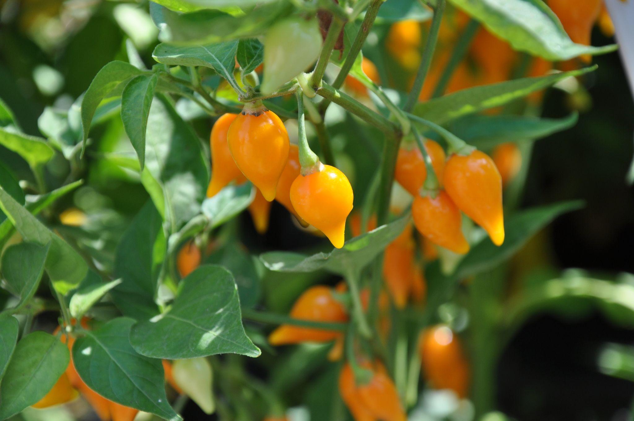 Capsicum chinense