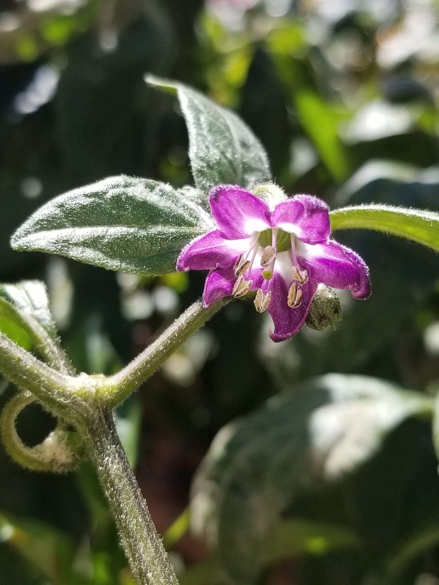 Capsicum pubescens