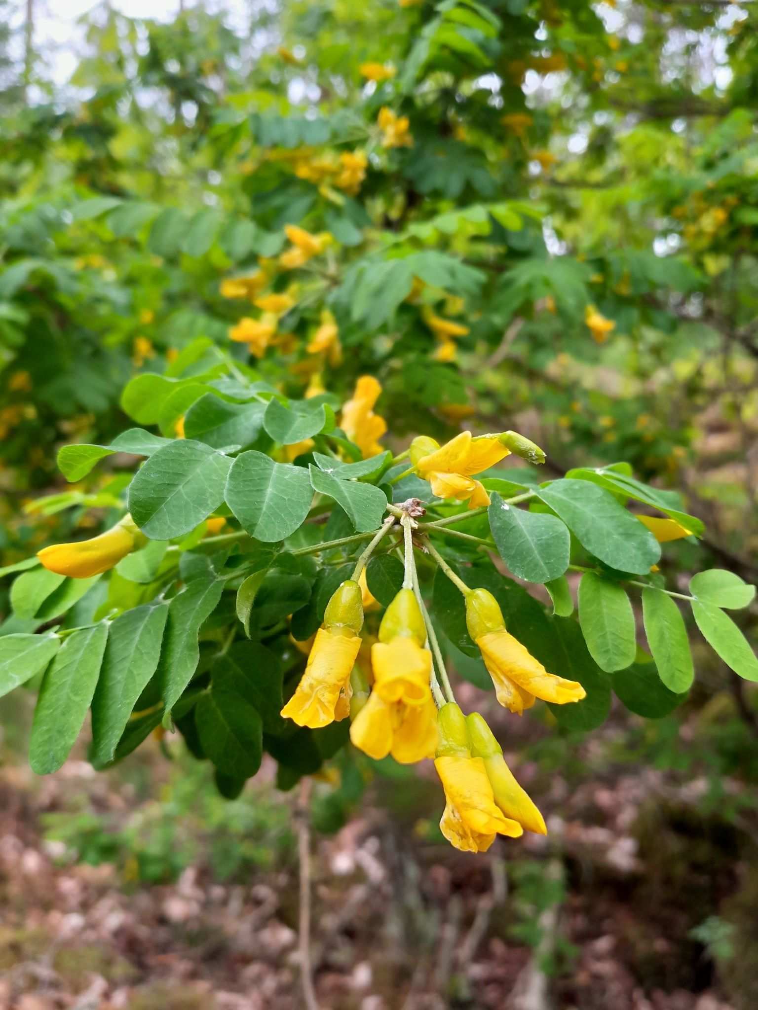 Caragana arborescens