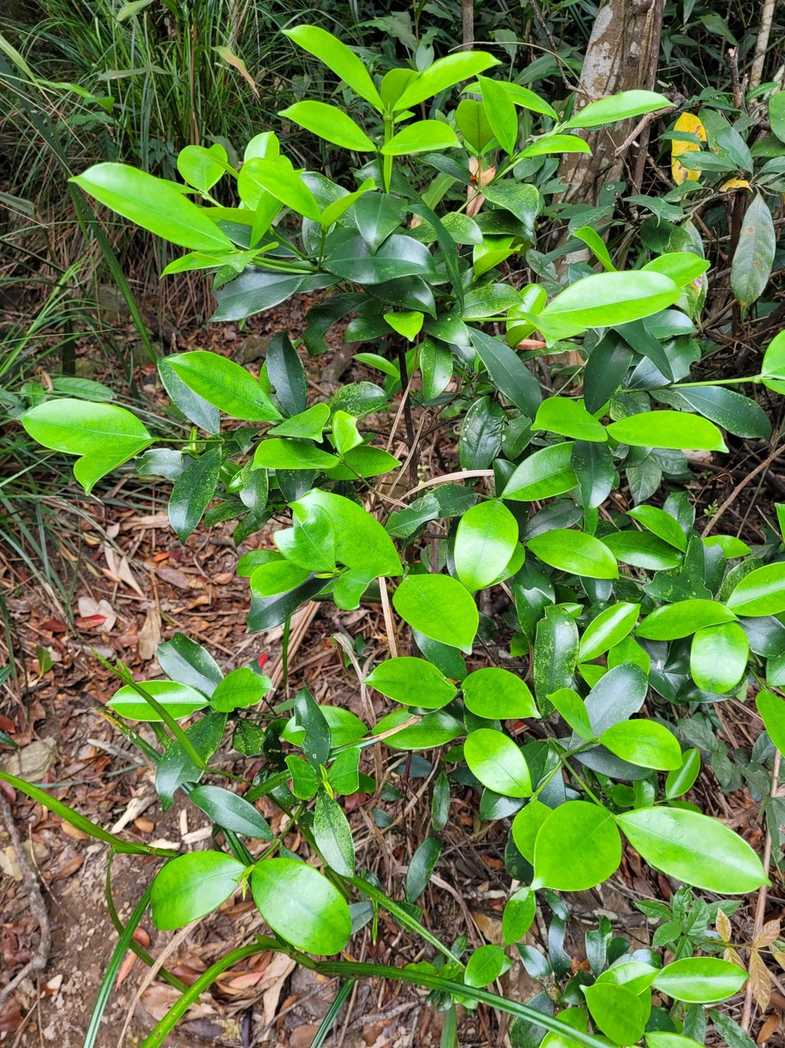 Carallia brachiata