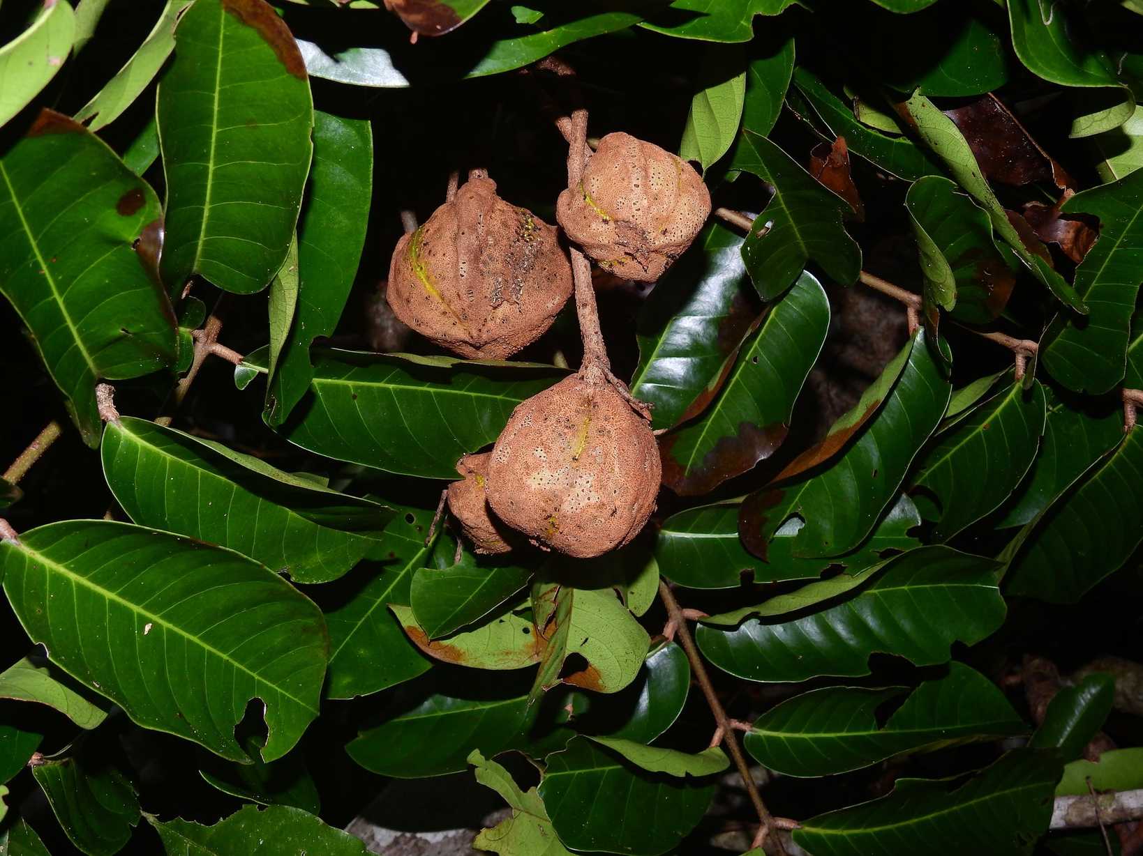 Carapa guianensis