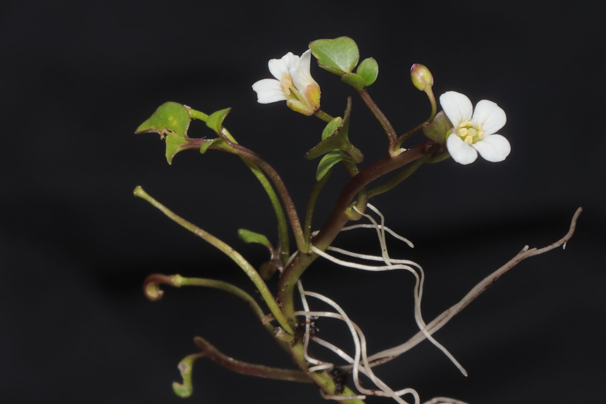 Cardamine bonariensis