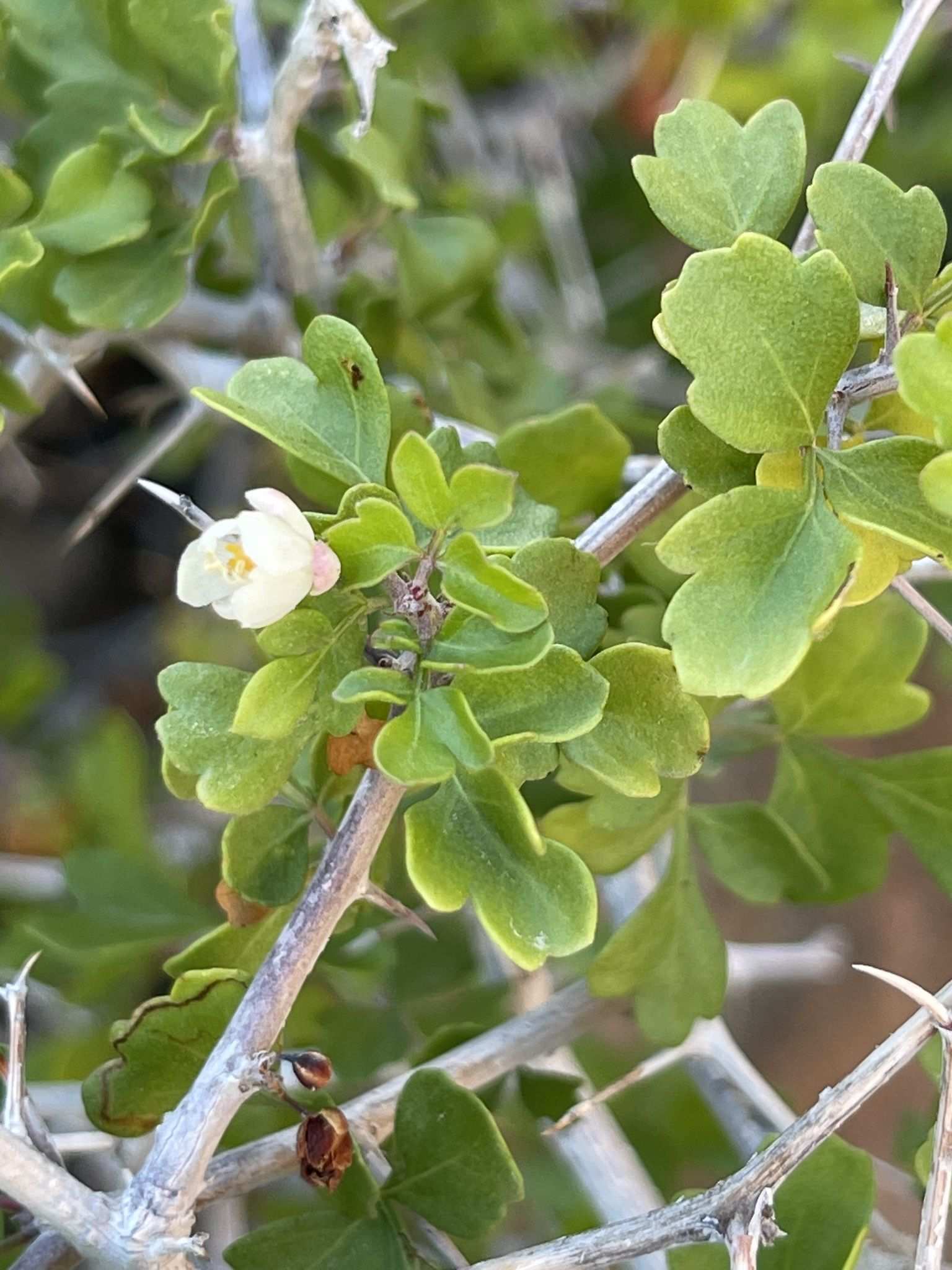 Cardiospermum sp.